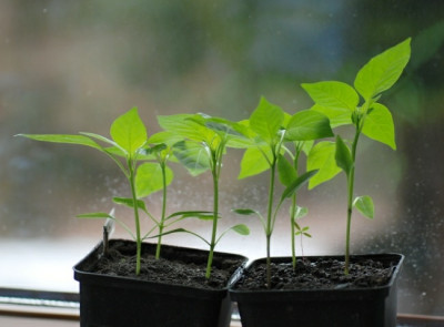 chilis_aktuell_10.jpg