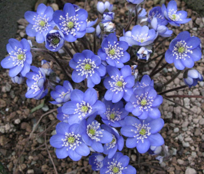 Aschau_15.3.10._029.jpg