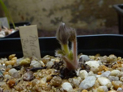 Pulsatilla.Baykal.15.03.2010.jpg