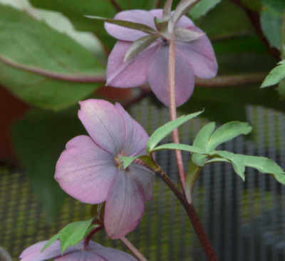 neue_mauve_Rucken_1.jpg