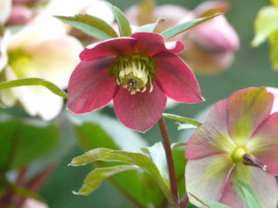 neue_mauve_von_vorn_1.jpg