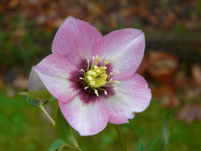 neue_rosa_1.jpg