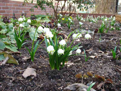 Leucojum_ue.jpg