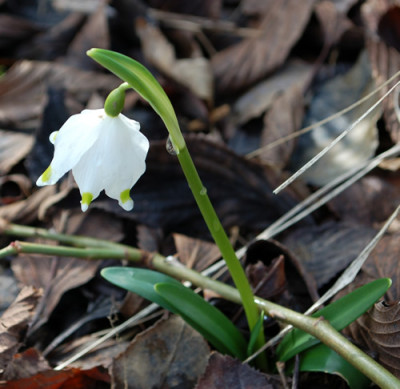 Marzenbecher_0010__3244.jpg