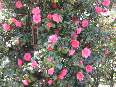 Parco_delle_camelie_2009_2.jpg