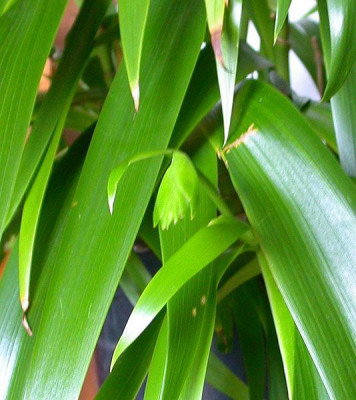 Iris_confusa_16.3.10.jpg