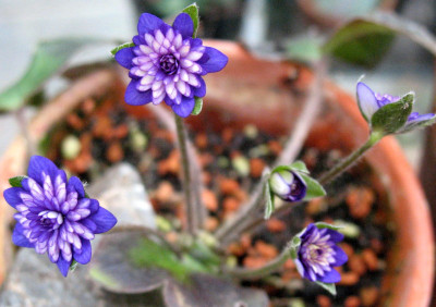 Murasaki-Shikiku_16.3.10.__002.jpg