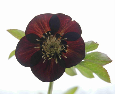 B2148a.JPG_Large.jpg