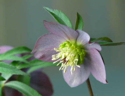 neue_mauve_von_vorn_2.jpg