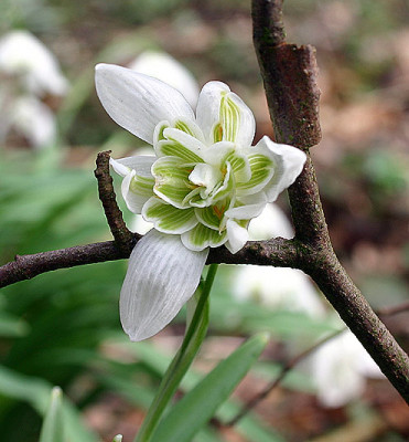 Galanthus_gefuellt_2_1.jpg