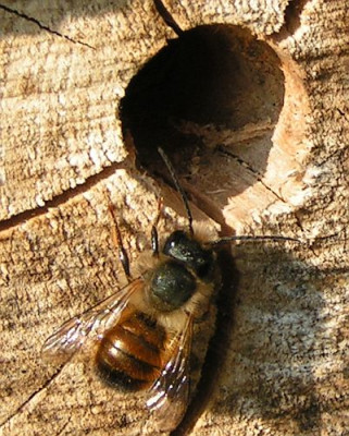 Osmia_bicornis_-_Rote_Mauerbiene_03.jpg