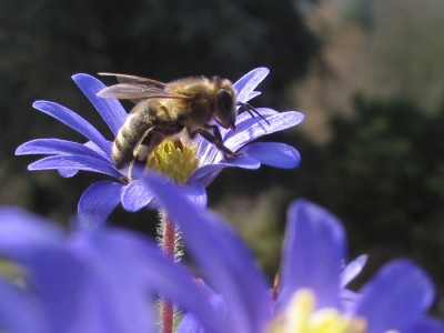 biene_anemone_blanda.jpg