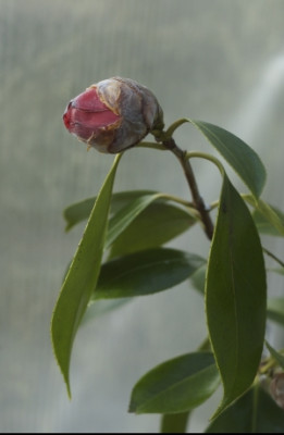 waratah.jpg