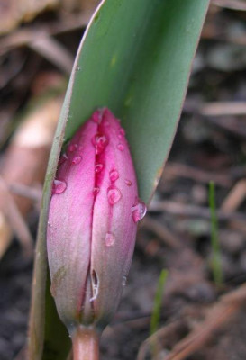 tulipa_humilis_violacaea.jpg