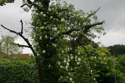 Rose_Alberic_Barbier1108c.jpg