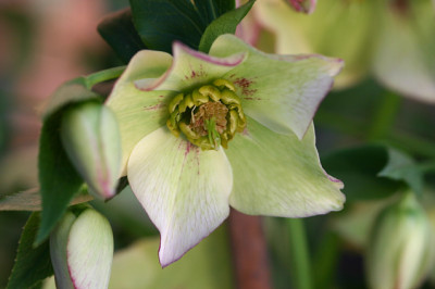 Helleborus3609a.jpg