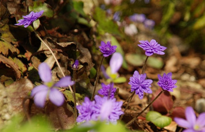 hepatica_nobilis_lisa_2009.jpg