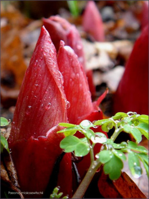 Paeonia.JPG