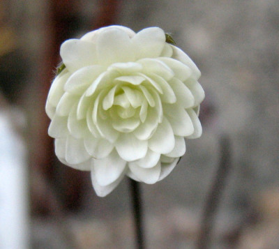 H.n._fl.pl._18.3.10._014.jpg