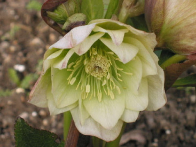 Gruenlich_creme_gefuellt.jpg