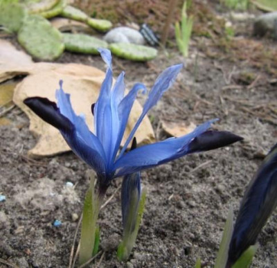 Iris_histr_Halkis_100317.jpg