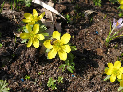 Eranthis_Biene_ue.jpg