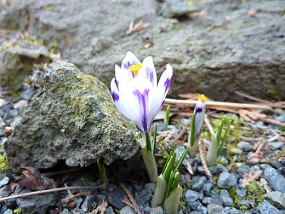 Crocus_minimus_fars_2010.jpg