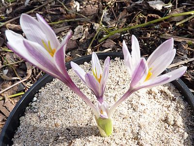 Colchicum_kesselringii_fars_2010.jpg