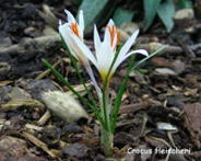 Crocus_fleischeri_w_x.jpg