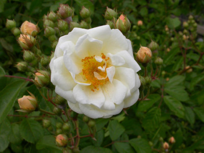 Strauchrose_Trier__2007.jpg