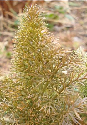 fenchel_austrieb.jpg