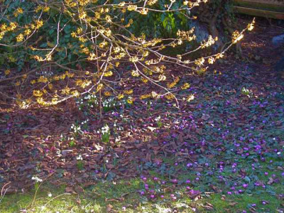 Cyclamen_vor_Hamamelis_IMG_4812.JPG