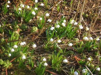 Leucojum_vern._IMG_4815.JPG