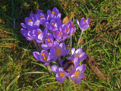 Crocus_tommas._mit_Hummel_IMG_4813.JPG