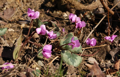 Cyclamen_0010__3274.jpg