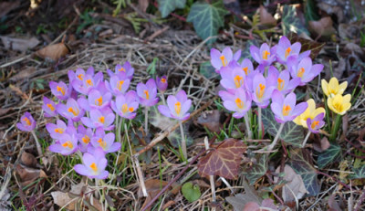 Neon_Krokus_0010__3292.jpg