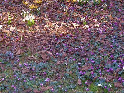 Cyclamen_unter_Ham._IMG_4808.JPG