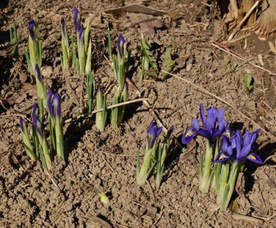 Iris_0010__3296.jpg