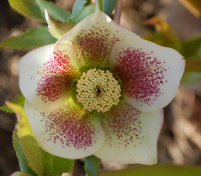 Getuepfelt_0010__3288.jpg