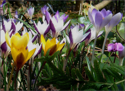 Crocus_unter_Latsche.JPG