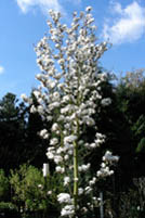 Magnolie_-_voll_erbluht.jpg