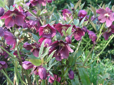 2006helleborus_rot.jpg