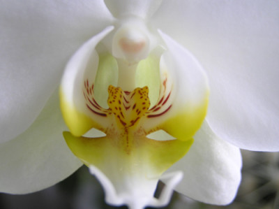 Orchidee.jpg