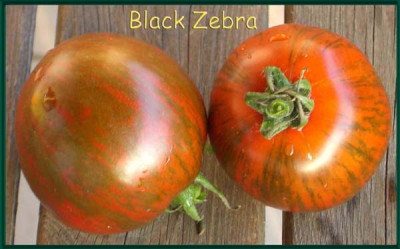 Black_Zebra.jpg