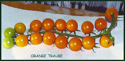 Orange_Traube-2.jpg