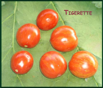 Tigerette.jpg