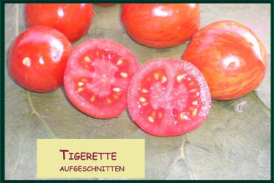 Tigerette-2.jpg