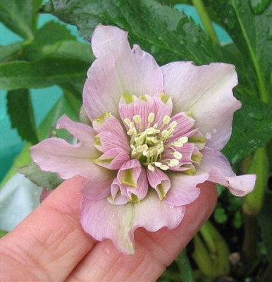 anemone_lavender_neu_2010_double_ellen_2.JPG