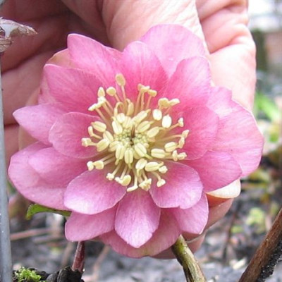 rosa_gefullt_Lutz.JPG