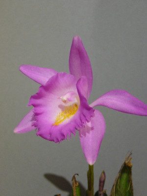 Pleione_aurita_800x800_80KB.jpg